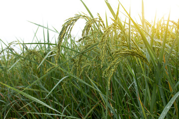 Closeup of rice spike in Paddy field on autumn