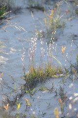 Grass on sandune
