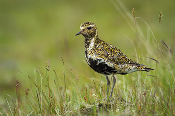 The European golden plover, Pluvialis apricaria is standing and posing in nice light, typical evironment