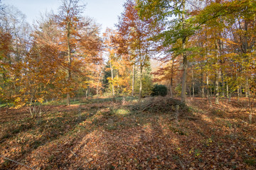 Autumn in the forrest