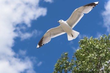 Seagull flying in a blue sky