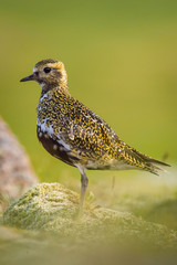 The European golden plover, Pluvialis apricaria is standing and posing in nice light, typical evironment