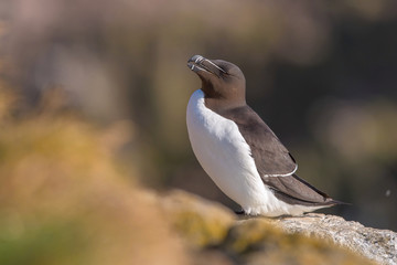 The Razorbill, Alca torda sitting on the stone in their cliff nesting colonies on in Iceland. During suset, nice golden light and background, mating season