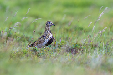 The European golden plover, Pluvialis apricaria is standing and posing in nice light, typical evironment