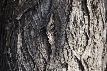 Texture of bark wood
