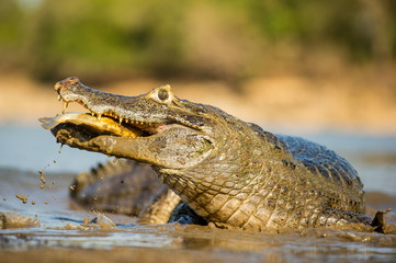 Yacare Caiman catching and eating the piranha in the Rio Negro River in Brazil Pantanal, detailed low angle view, golden colorful background.