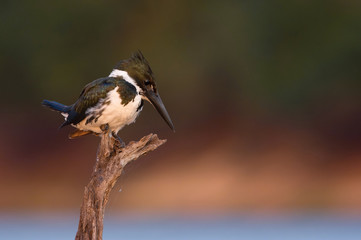 The Amazon kingfisher, Chloroceryle amazona is sitting on some stick and waiting for the prey, colorful backgound, early morning soft light during the sunrise, in Brazilian Pantanal