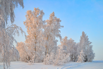 Beautiful winter landscape - birch trees with hoarfrost covered at sunbeams of setting sun - fairy tale of frosty winter nature