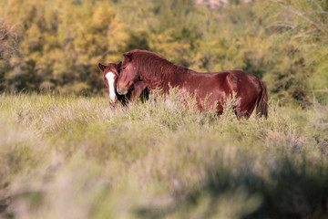 Fototapeta premium Wild Horses in Arizona