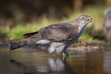 The Eurasian Sparrowhawk, accipiter nisus is bathing in forest waterhole in the beautiful colorful autumn environment. Pretty colorful contrasting backround with nice bokeh, opened wings