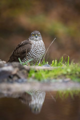 The Eurasian Sparrowhawk, accipiter nisus is bathing in forest waterhole in the beautiful colorful autumn environment. Pretty colorful contrasting backround with nice bokeh, opened wings