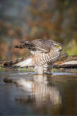 The Eurasian Sparrowhawk, accipiter nisus is bathing in forest waterhole in the beautiful colorful autumn environment. Pretty colorful contrasting backround with nice bokeh, opened wings