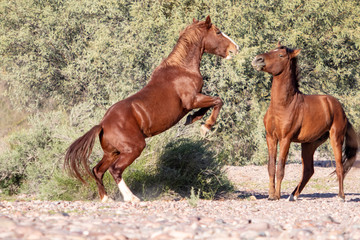 Wild Horses fighting in Arizona