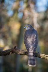 The Eurasian Sparrowhawk, accipiter nisus sitting on the branch in beuatiful colorful autumn environment. Pretty colorful contrasting backround with nice bokeh.