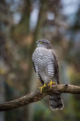 The Eurasian Sparrowhawk, accipiter nisus sitting on the branch in beuatiful colorful autumn environment. Pretty colorful contrasting backround with nice bokeh.