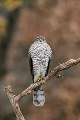 The Eurasian Sparrowhawk, accipiter nisus sitting on the branch in beuatiful colorful autumn environment. Pretty colorful contrasting backround with nice bokeh.