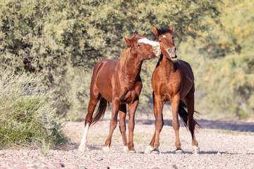 Fototapeta premium Wild Horses fighting in Arizona