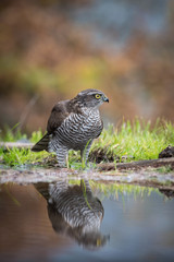 The Eurasian Sparrowhawk, accipiter nisus is bathing in forest waterhole in beautiful colorful autumn environment. Pretty colorful contrasting backround with nice bokeh, clear mirroring reflection
