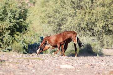 Wild Horses fighting in Arizona