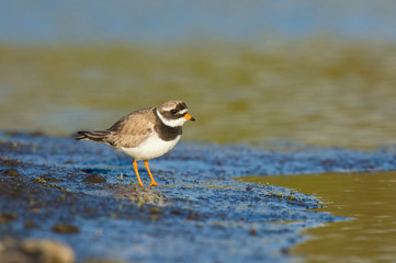 The Common Ringed Plover or Ringed Plover, Charadrius hiaticula is standing in the typical environment in the Iceland