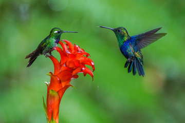Two hummingbirds are meeting at amazing red bloom in the forest rain environment. The Purple-bibbed White Tip (urosticte benjamini), one is sitting on the flower and second just flying to drink