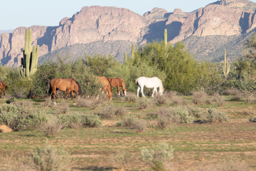 Wild Horses in Arizona