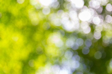 Natural green bokeh abstract background