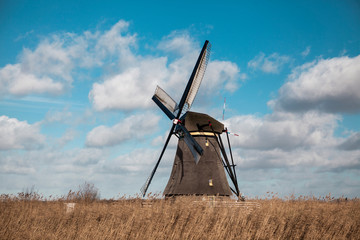 Fototapeta premium Thickets of a cane on the background of the Dutch wind mill.