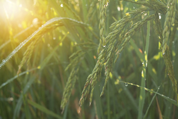 Closeup of rice spike in Paddy field on autumn