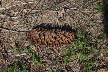 Bump tree on the ground