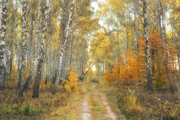 Fototapeta premium Leafy birch forest in autumn time