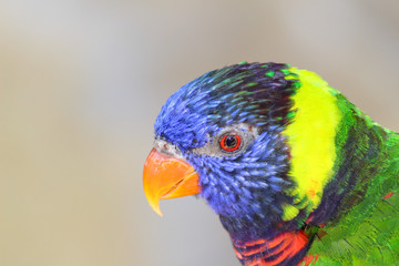 rainbow lorikeet on a branch