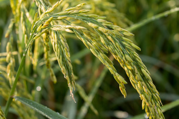 Closeup of rice spike in Paddy field on autumn
