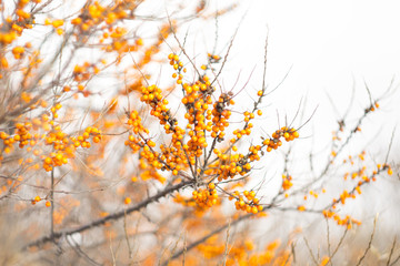  sea ​​buckthorn berries on a bush in winter