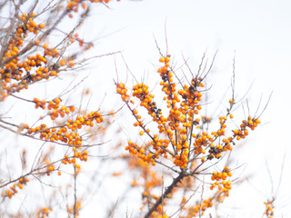  sea ​​buckthorn berries on a bush in winter