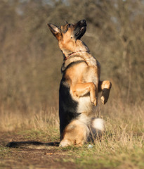 german shepherd dog outdoor