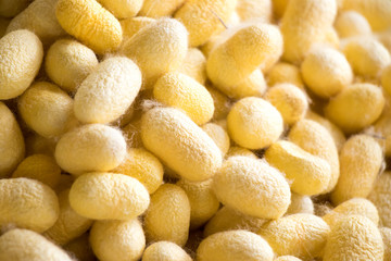 Closed up of group yellow cocoon of silk worm background