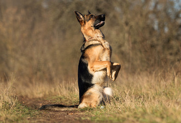 german shepherd dog outdoor