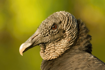 The Black Vulture, Coragyps atratus portrait of the head, nice warm colors and green backgound, a lot of details, Florida, Everglades National Park..