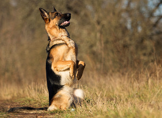 german shepherd dog outdoor