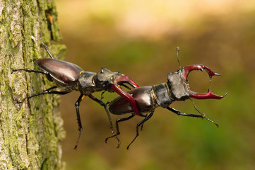 Stag beetles, Lucanus cervus are fighting for better position on the tree bark, during mating season, colorful bokeh background