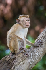 The toque macaque, macaca sinica is  climbing the tree in the Jetavanaramaya temple park in Sri Lanka. Monkey on the tree with brown background. ..