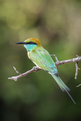 The Little Green Bee-eater, Merops orientalis is sitting on the twig, nice colorful background with interesting bokeh, Srí Lanka