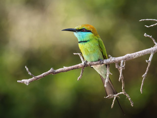 Obraz premium The Little Green Bee-eater, Merops orientalis is sitting on the twig, nice colorful background with interesting bokeh, Srí Lanka