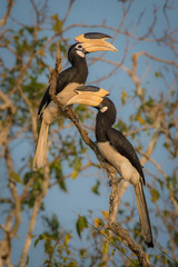 The Malabar pied hornbill sitting in the top of tree with blue backround