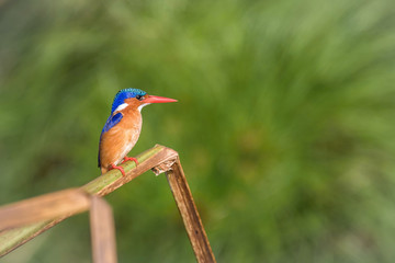 The Malachite Kingfisher, Corythornis cristatus is sitting and posing on the reed, amazing picturesque green background, in the morning during sunrise, waiting for its prey in Uganda