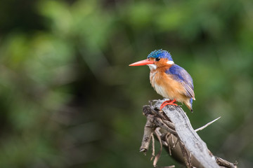 Obraz premium The Malachite Kingfisher, Corythornis cristatus is sitting and posing on the reed, amazing picturesque green background, in the morning during sunrise, waiting for its prey in Uganda