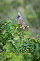 The Speckled Mousebird, Colius striatus is posing on some plant and looking for something to eat. Amazing bird with long tail and his body looks like a mouse. Green backround, Uganda