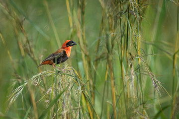 The Red Bishop, Euplectes orix is sitting on the grass and eating some seeds. It is flying red gem of Uganda, green backround