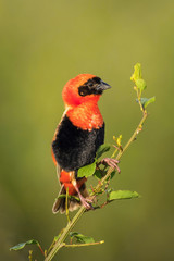 The Red Bishop, Euplectes orix is sitting on the branch and posing. Male is showing off. It is flying red gem of Uganda, green backround..